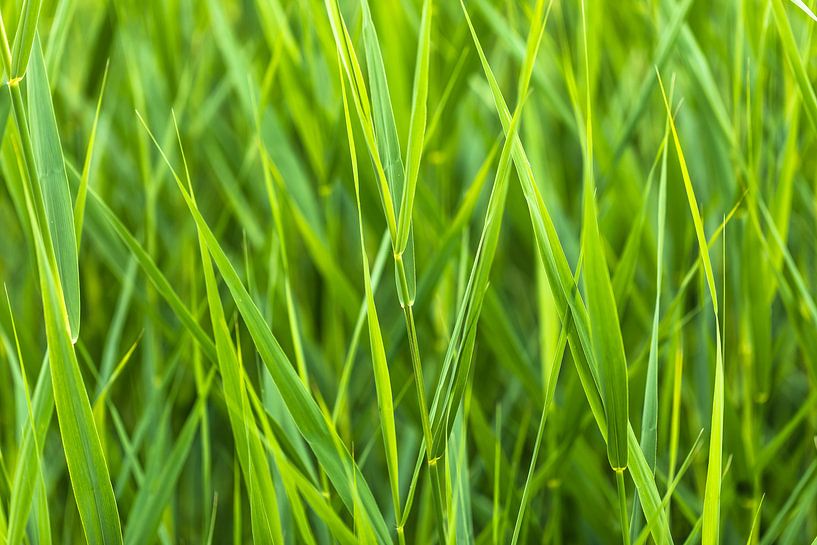 Riet von STEVEN VAN DER GEEST