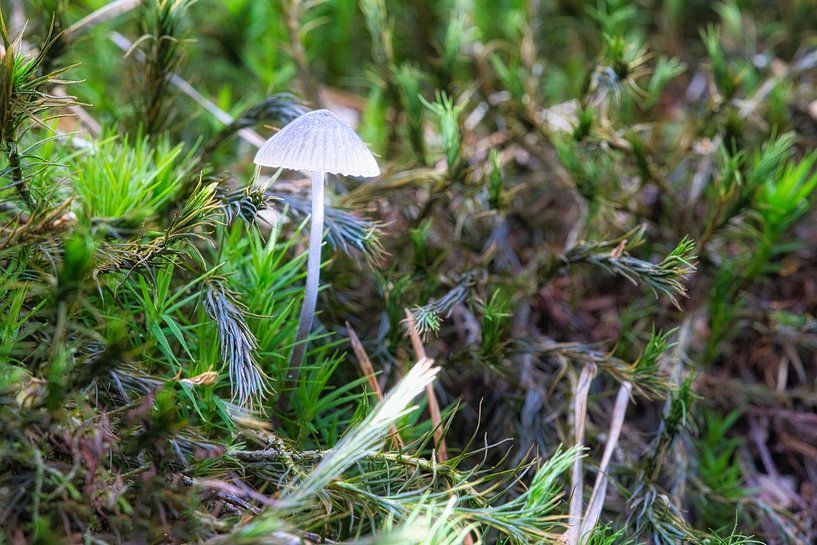 Delicate mushrooms filigree on the forest floor by Martin Köbsch