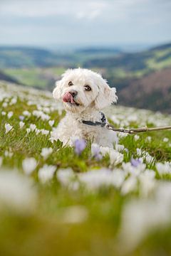 schattige hond in een krokusweide in Hündle bij Oberstaufen van Leo Schindzielorz