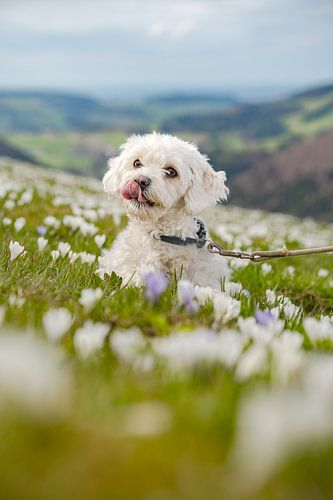 schattige hond in een krokusweide in Hündle bij Oberstaufen