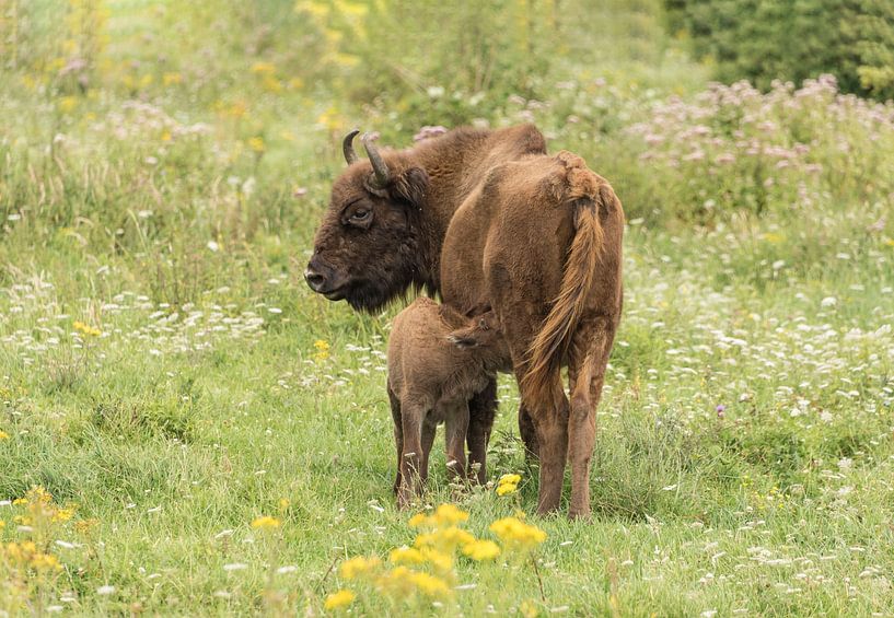 European bison with calf by Ans Bastiaanssen