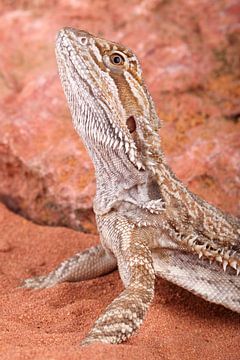 Baardagame (Pogona vitticeps) van Ronald Pol