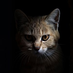 Wütende Wüstenkatze - Sandkatze