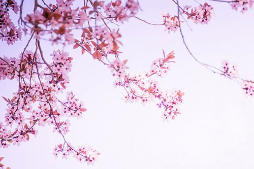 cherry blossom branches