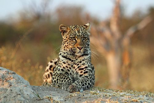 Luippaard in Okavango Delta