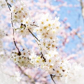 Blossom by Frans Winter