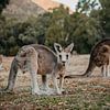 Kangaroo 2 by Marscha van Druuten