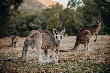 Kangaroo 2 by Marscha van Druuten