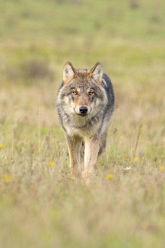 Der Wolf in den Niederlanden