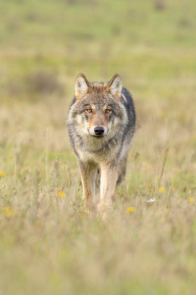 Der Wolf in den Niederlanden von Menno Schaefer