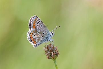 Macrofoto van een mooie vlinder van Maurice de vries