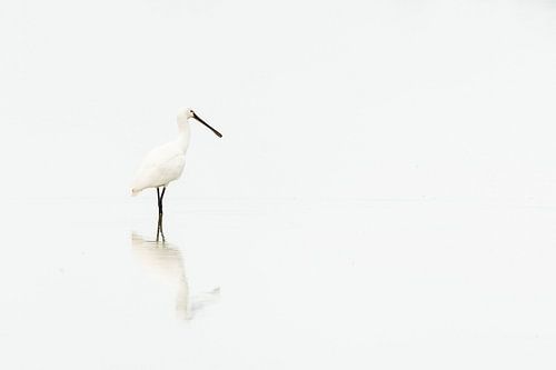 High key Lepelaar witter dan wit