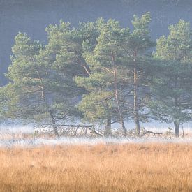 Frosty van John Goossens Photography