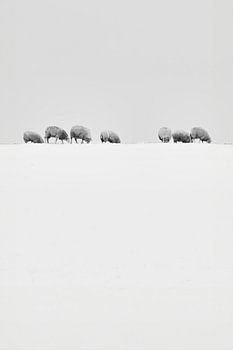 Minimalismus in Schwarz-Weiß mit Schafen im Schnee