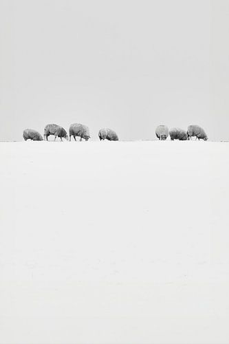 Minimalism in black and white with sheep in the snow by eric van der eijk