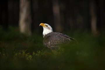 Bald Eagle / Weisskopfseeadler ( Haliaeetus leucocephalus ), sitting in a spotlight, in the undergro sur wunderbare Erde