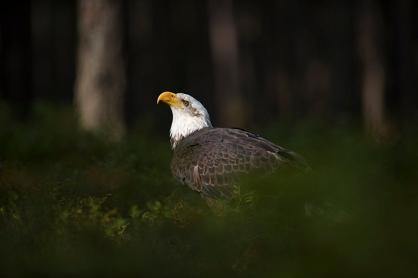 Weisskopfseeadler ( Haliaeetus leucocephalus ) in einem Lichtspot im Wald, schaut aufmerksam nach ob von wunderbare Erde