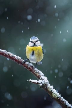 Gai dans le froid glacial Mésange bleue dans la neige sur Ruben Van Dijk