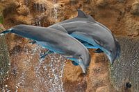 Delfinshow im Loro Parque
