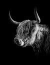 Schotse Hooglander in zwart wit. van Justin Sinner Pictures ( Fotograaf op Texel) thumbnail
