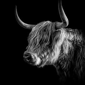 Schotse Hooglander in zwart wit. van Justin Sinner Pictures ( Fotograaf op Texel)