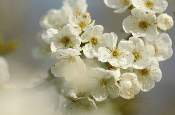 Blossom by Frank Smedts