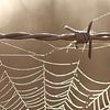 Fil et dewdrops Barbed sur une toile d'araignée sur Sabine Tilburgs