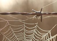 Prikkeldraad en dauwdruppels op een spinnenweb
