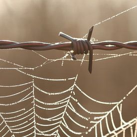 Prikkeldraad en dauwdruppels op een spinnenweb van Sabine Tilburgs