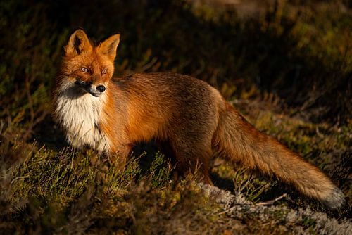 Rein the fox curious to take a look