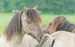Wilde Harmonie Dülmener Wilpferde