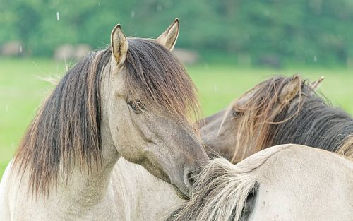 Harmonie sauvage des chevaux sauvages de Dülmen