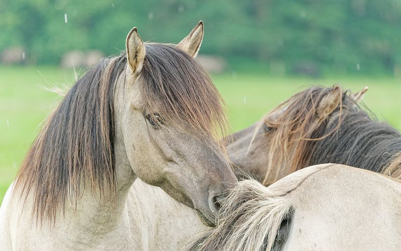 Wilde Harmonie Dülmener Wilpferde von Friedhelm Peters