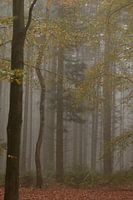 Misty morning in the forest
