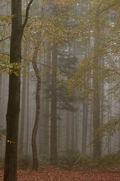 Mistige ochtend in het bos van Manon Zandt