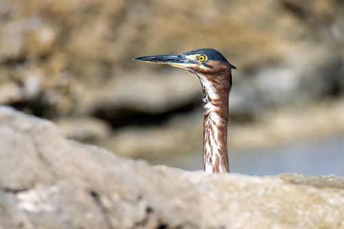 Curious green heron