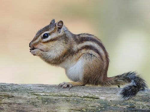 Siberische Grondeekhoorn