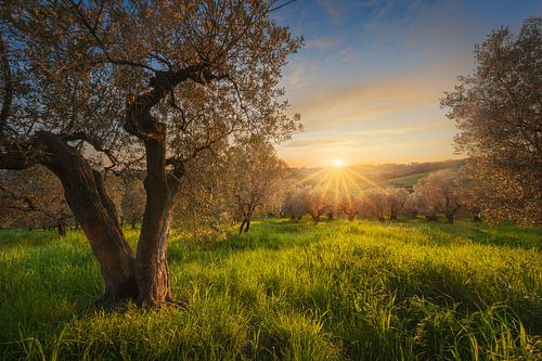 Gouden zonsondergang boven Toscaanse olijfgaard in Casale Marittimo