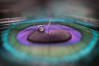 Peacock feather with drop