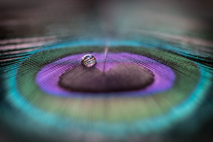 Peacock feather with drop by SRF