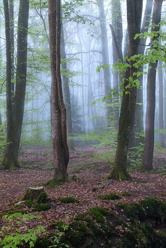 Trois arbres fendus dans une forêt brumeuse de printemps