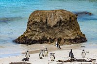 Pinguine am Strand von Südafrika