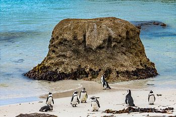 Pinguine am Strand von Südafrika