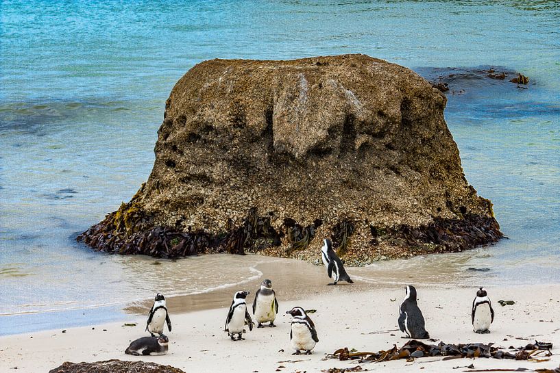 Pingouins sur la plage en Afrique du Sud par Easycopters