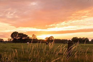 Zonsondergang op weiland van Jim Plaum