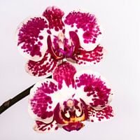 Jumeaux orchidée