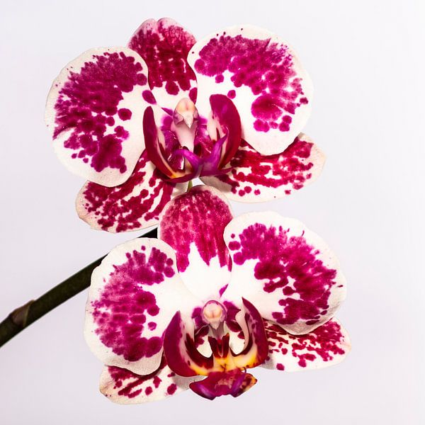 Twins orchid by Nancy Bogaert
