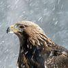 Steenarend, Aquila chrysaetos van AGAMI Photo Agency