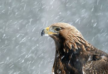 Closeup of Golden Eagle in the snow by AGAMI Photo Agency