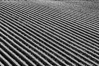 Graphic art in Friesland